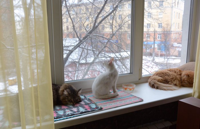 Всё смешалось - куклы, кошки