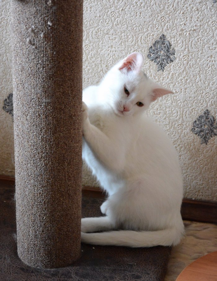 Всё смешалось - куклы, кошки