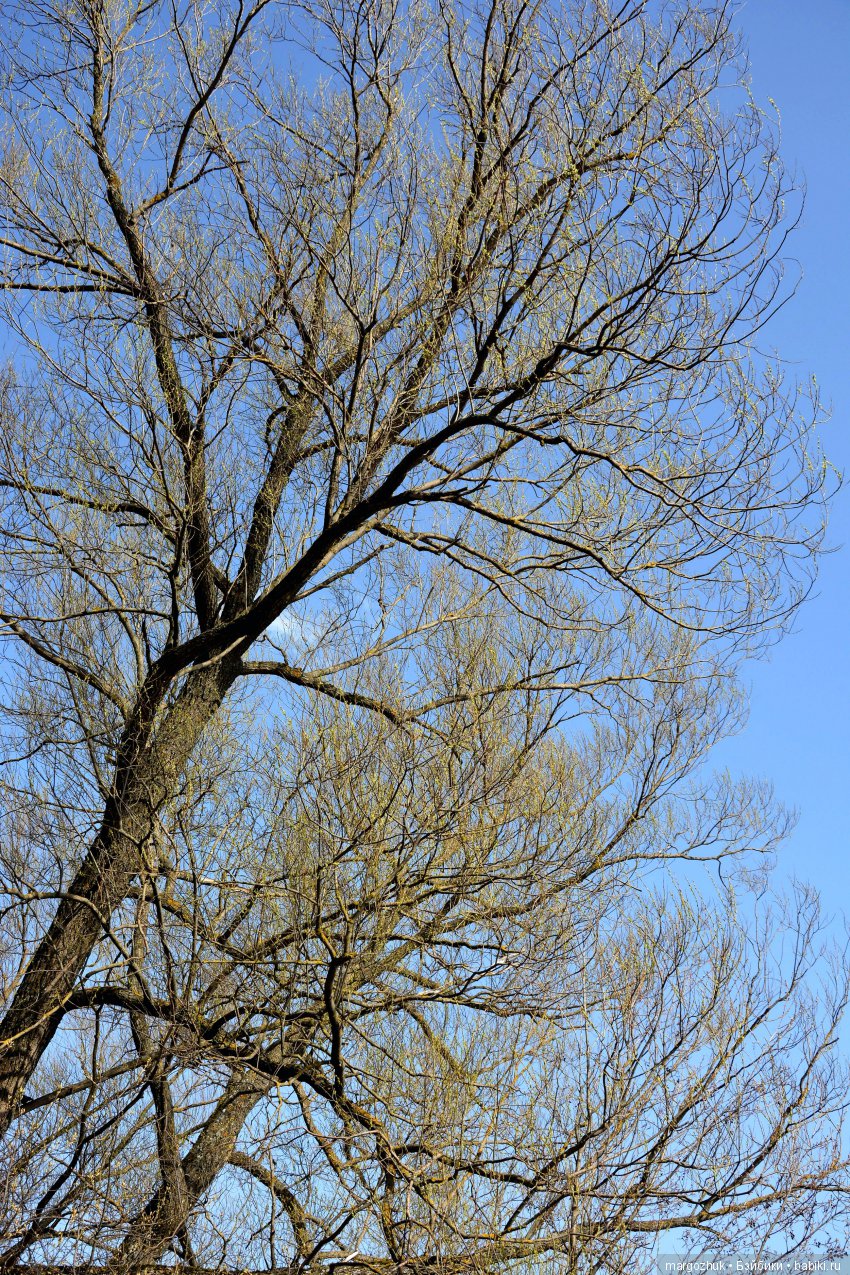 На границе апреля и мая - Куклы Паола Рейна, Paola Reina | Бэйбики - 89119