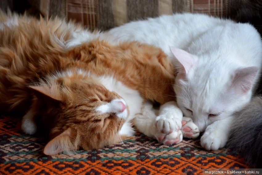 Новогодние каникулы в заветном шкафчике