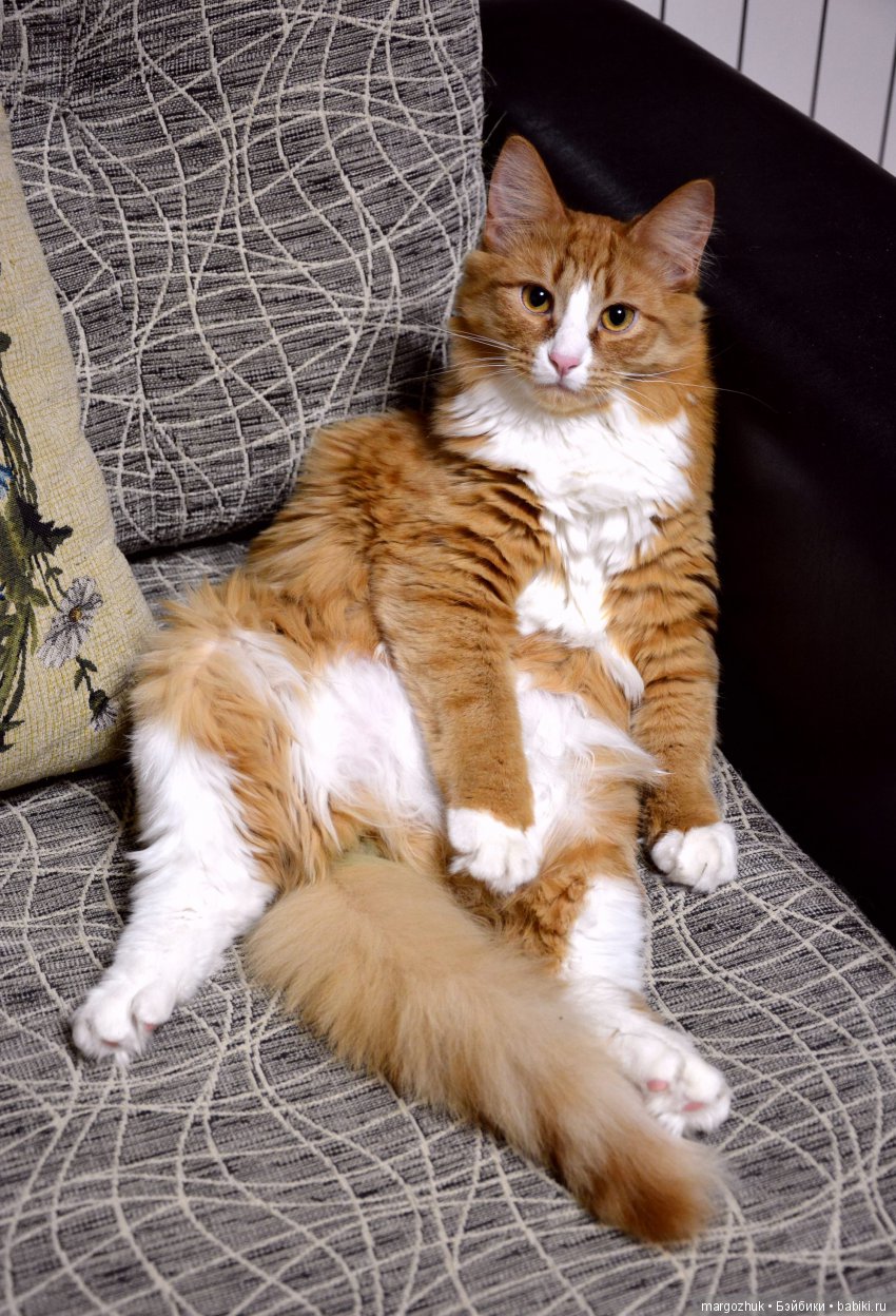 Новогодние каникулы в заветном шкафчике