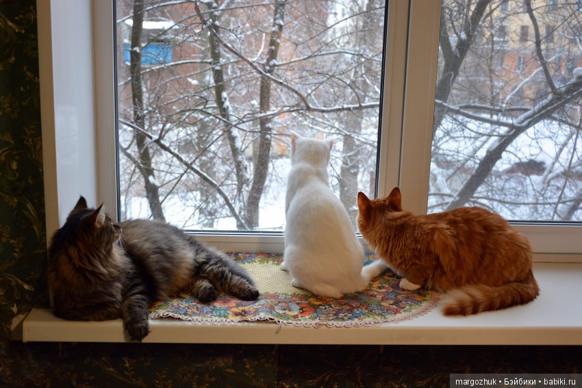 Новогодние каникулы в заветном шкафчике