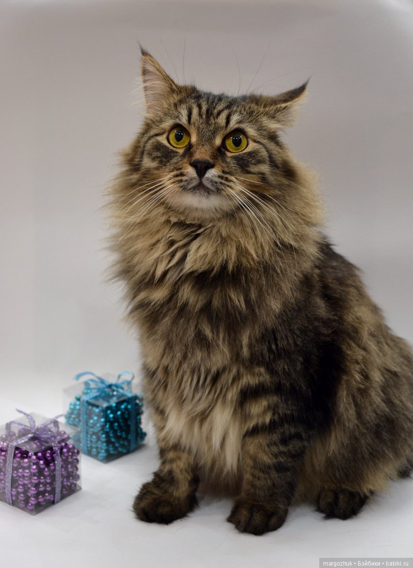 Новогодние каникулы в заветном шкафчике