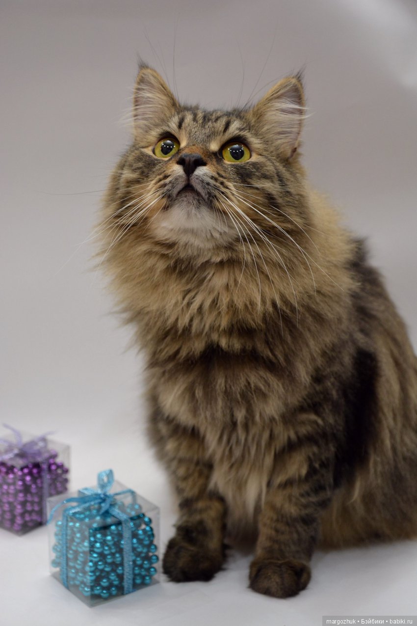 Новогодние каникулы в заветном шкафчике (фото 10)