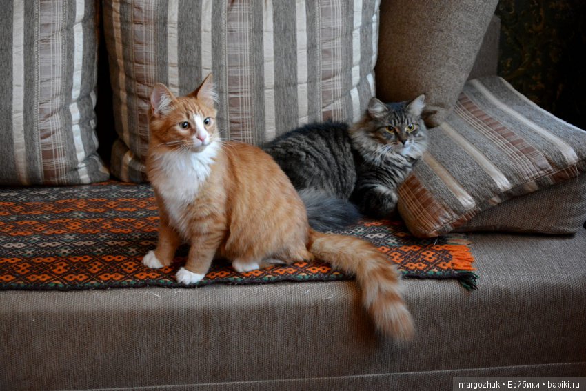 Новогодние каникулы в заветном шкафчике