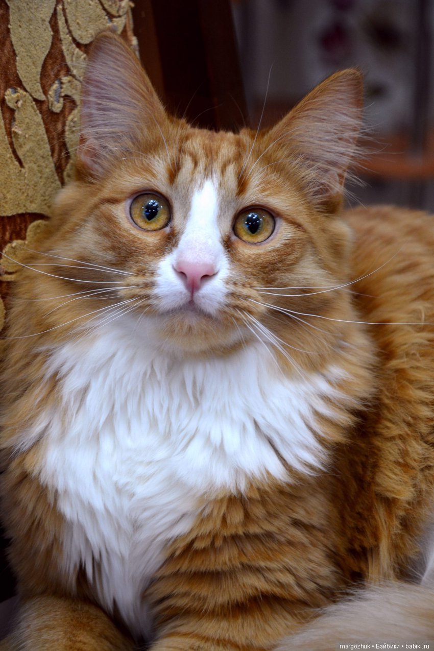 Новогодние каникулы в заветном шкафчике