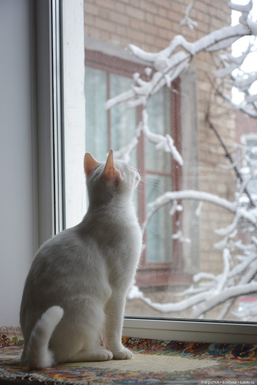 Новогодние каникулы в заветном шкафчике