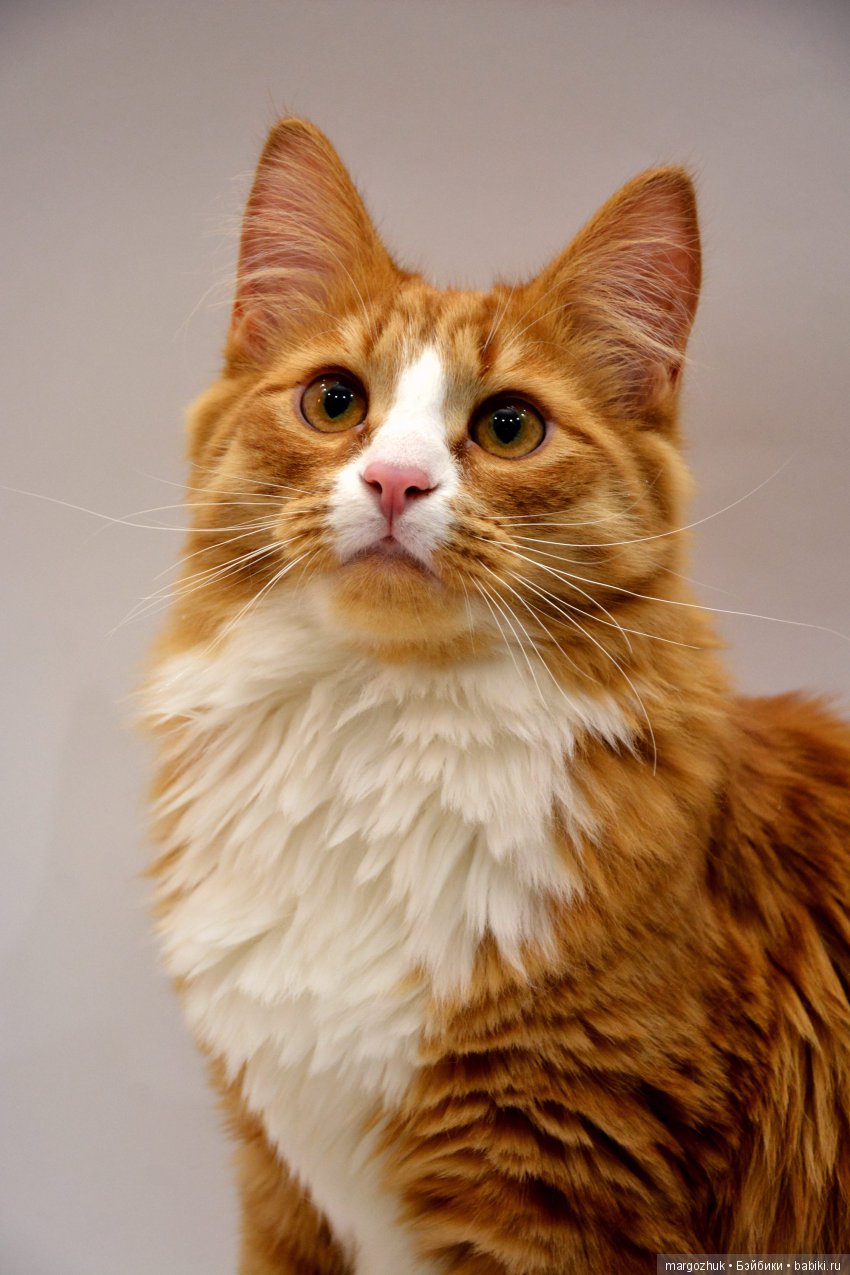 Новогодние каникулы в заветном шкафчике