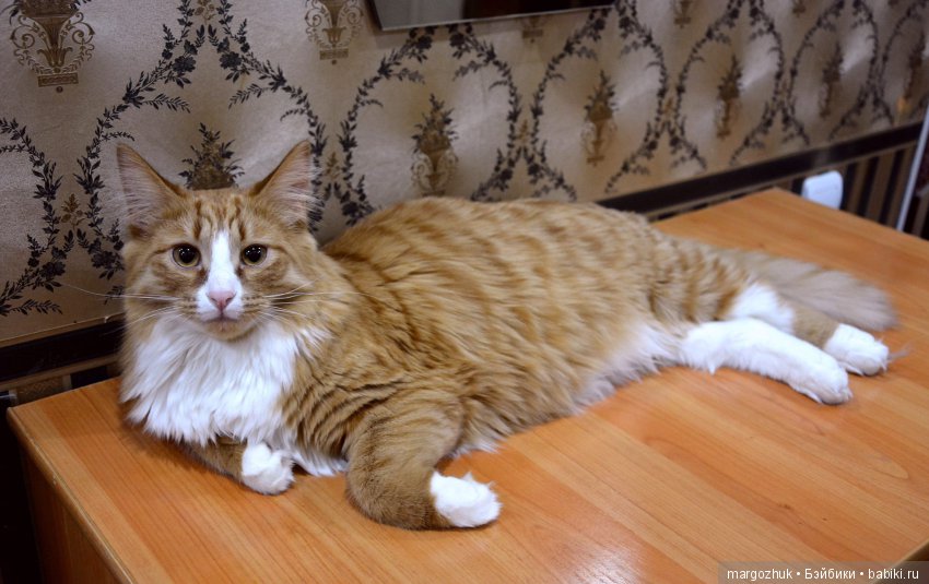 Новогодние каникулы в заветном шкафчике