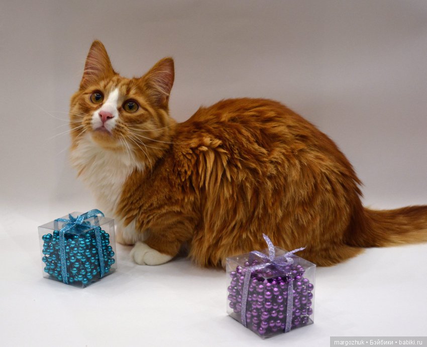 Новогодние каникулы в заветном шкафчике