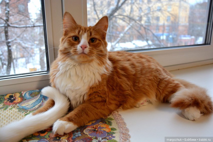 Новогодние каникулы в заветном шкафчике