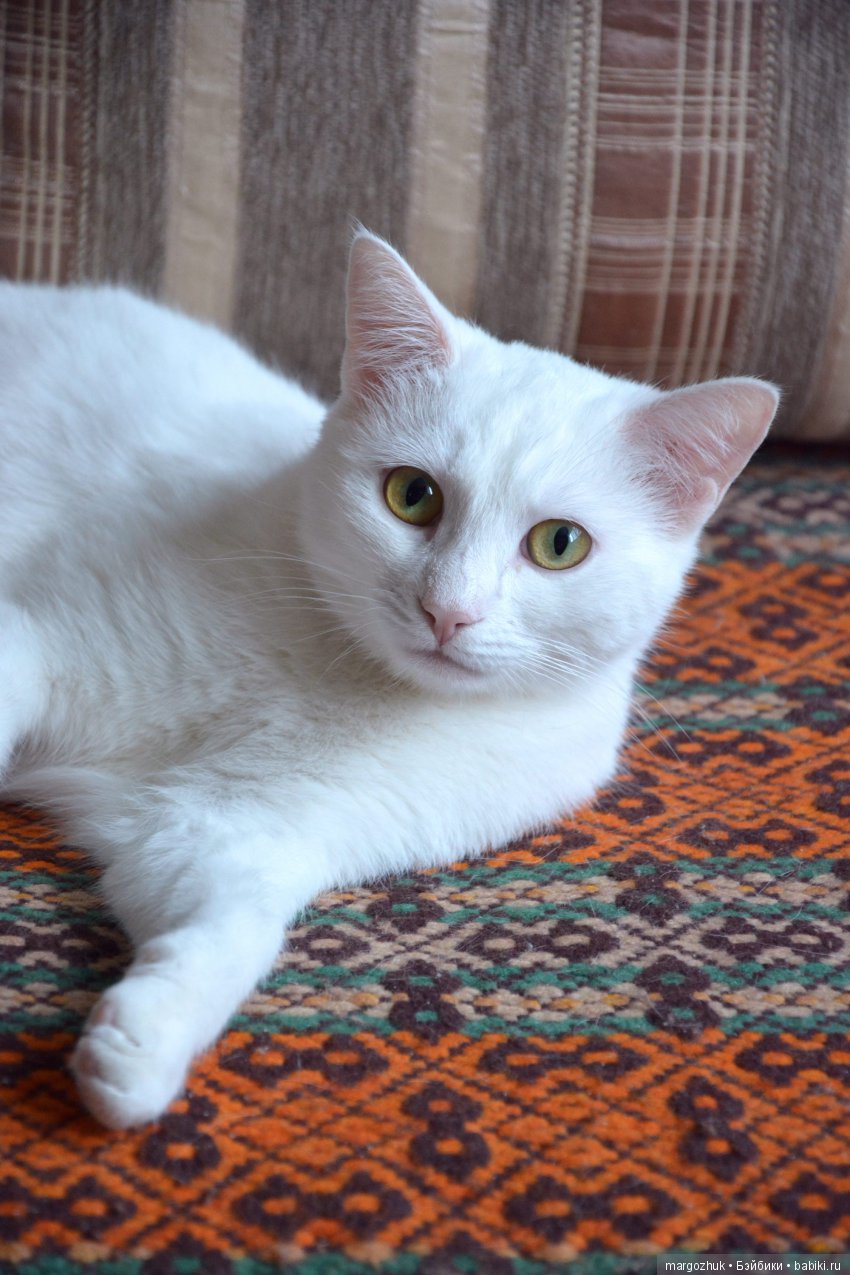 Чудесное проникновение в шкаф и в сердце