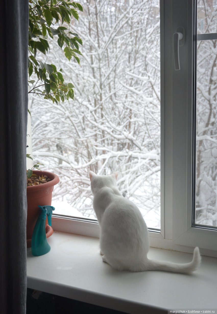 Чудесное проникновение в шкаф и в сердце