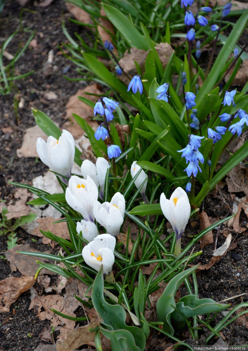 Весенние зарисовки с городской натуры (фото 8)