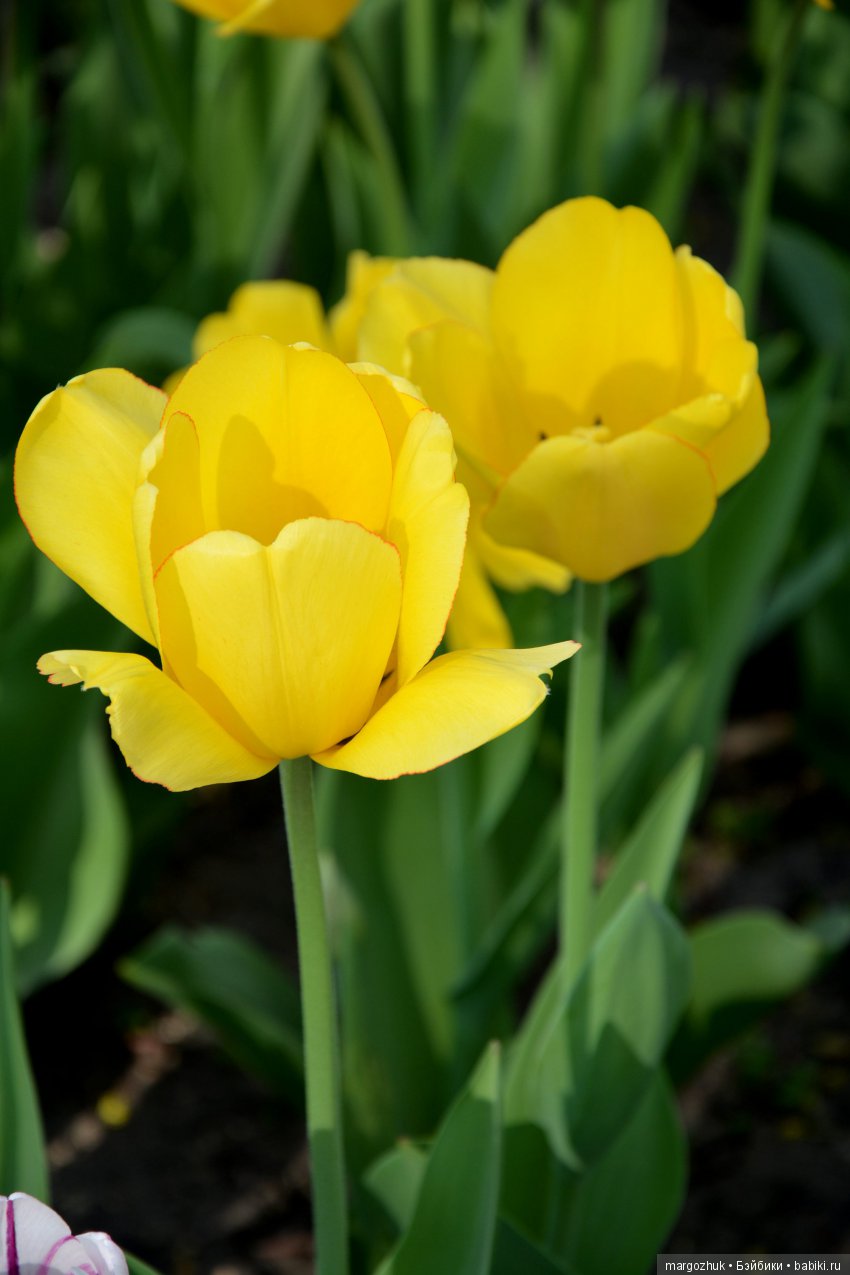 Весенние зарисовки с городской натуры