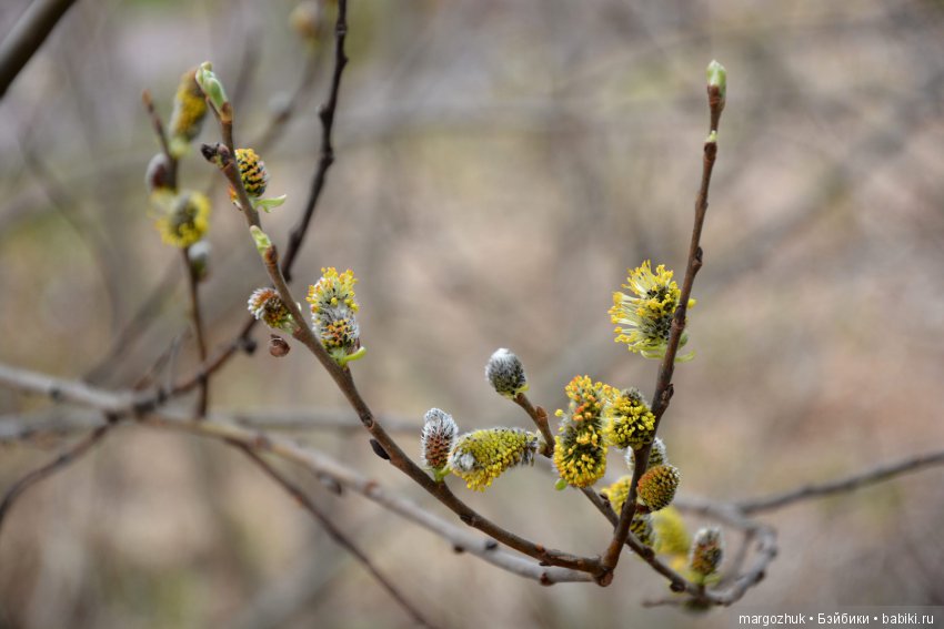 Весенние зарисовки с городской натуры
