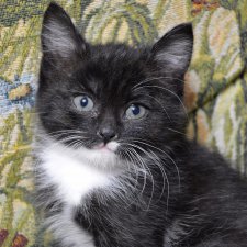 Ах, эти парочки