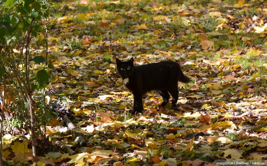 Каждая новая осень не похожа на предыдущую | Бэйбики Каждая новая осень не похожа на предыдущую