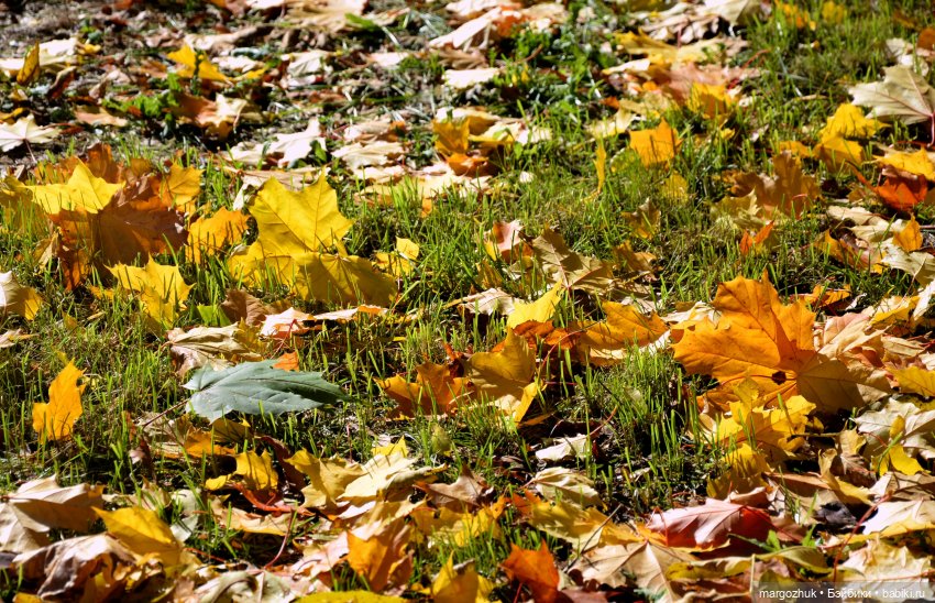 Каждая новая осень не похожа на предыдущую | Бэйбики Каждая новая осень не похожа на предыдущую