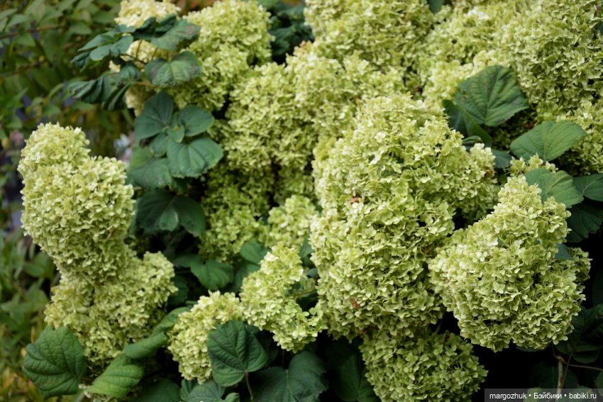 Каждая новая осень не похожа на предыдущую | Бэйбики Каждая новая осень не похожа на предыдущую (фото 5)