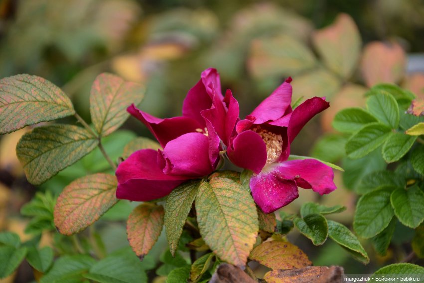 Каждая новая осень не похожа на предыдущую | Бэйбики Каждая новая осень не похожа на предыдущую