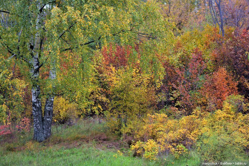Каждая новая осень не похожа на предыдущую | Бэйбики Каждая новая осень не похожа на предыдущую