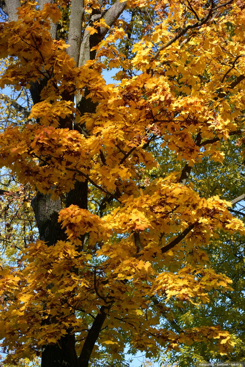 Каждая новая осень не похожа на предыдущую | Бэйбики Каждая новая осень не похожа на предыдущую