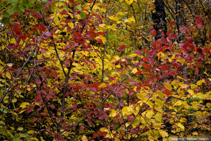 Каждая новая осень не похожа на предыдущую | Бэйбики Каждая новая осень не похожа на предыдущую
