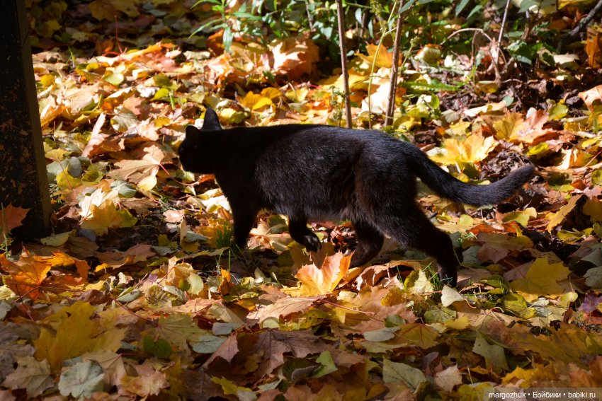 Каждая новая осень не похожа на предыдущую | Бэйбики Каждая новая осень не похожа на предыдущую