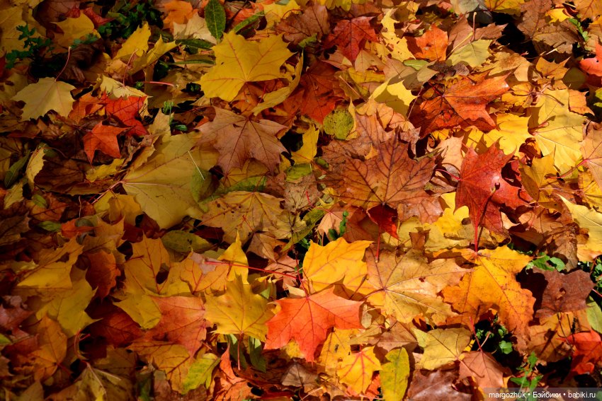 Каждая новая осень не похожа на предыдущую | Бэйбики Каждая новая осень не похожа на предыдущую