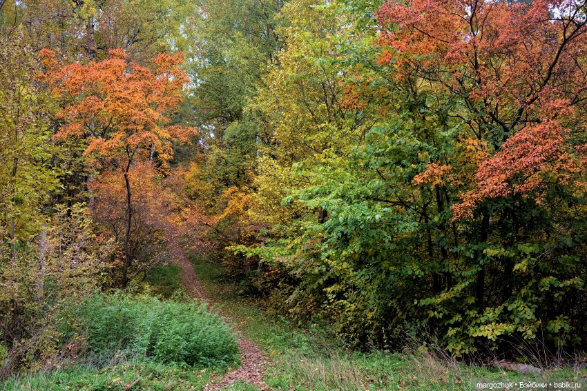 Каждая новая осень не похожа на предыдущую | Бэйбики Каждая новая осень не похожа на предыдущую (фото 10)