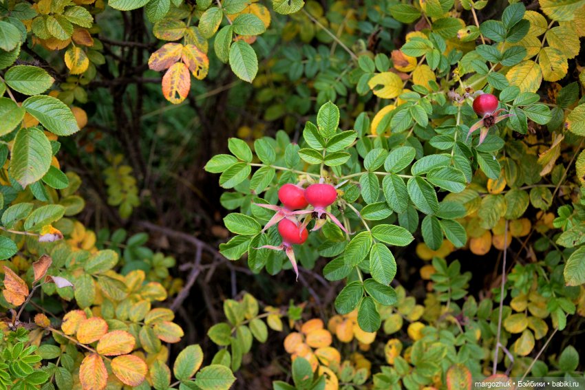Каждая новая осень не похожа на предыдущую | Бэйбики Каждая новая осень не похожа на предыдущую