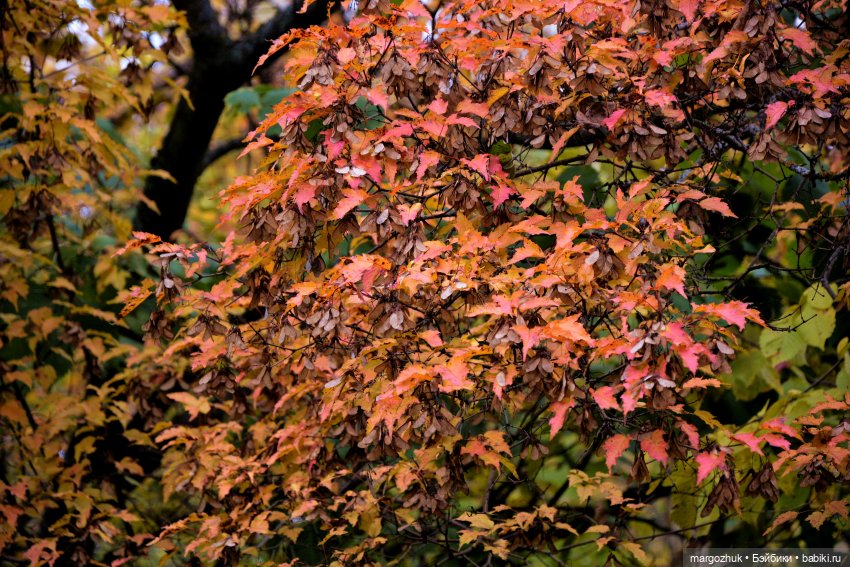 Каждая новая осень не похожа на предыдущую | Бэйбики Каждая новая осень не похожа на предыдущую