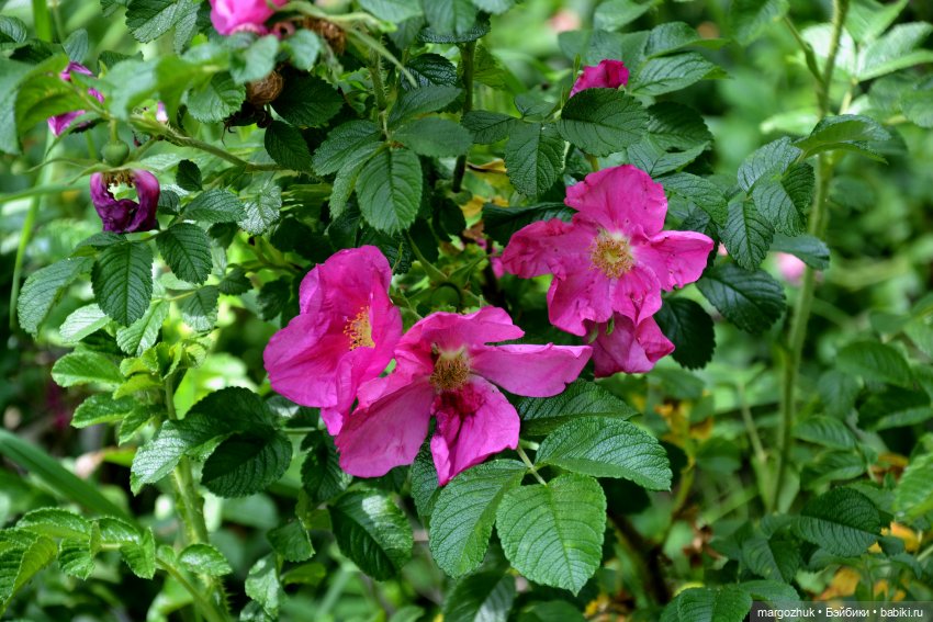 Вот оно какое, наше лето — Испанские куклы (разное): Vestida de Azul