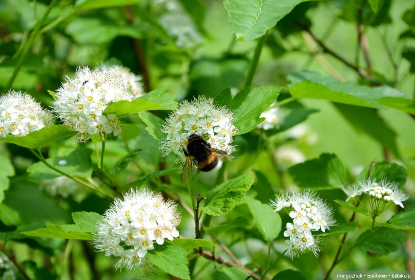 Вот оно какое, наше лето — Испанские куклы (разное): Vestida de Azul