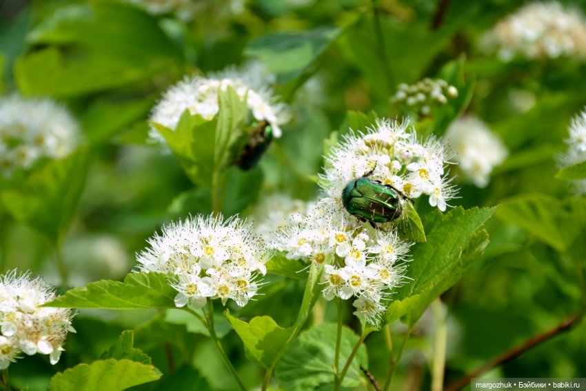 Вот оно какое, наше лето — Испанские куклы (разное): Vestida de Azul