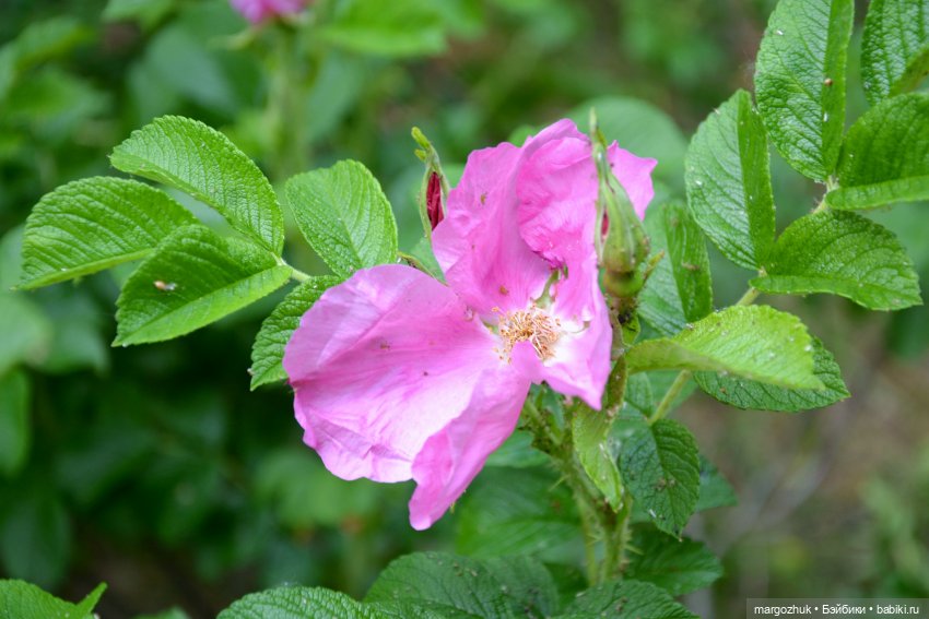 Маленькое лето — Испанские куклы (разное): Vestida de Azul (фото 9)