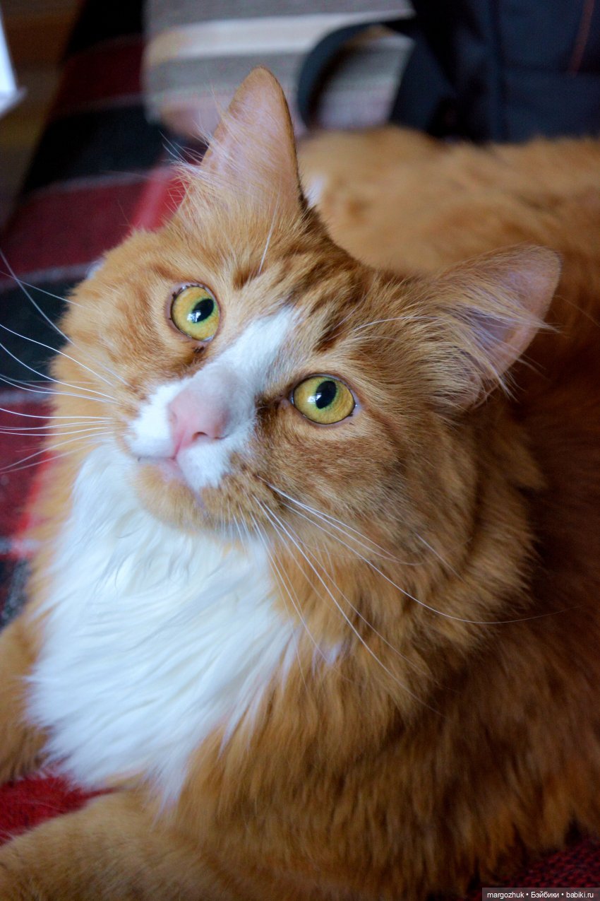 Вот так у нас и появляются "хвосты" | Бэйбики Вот так у нас и появляются "хвосты" (фото 9)