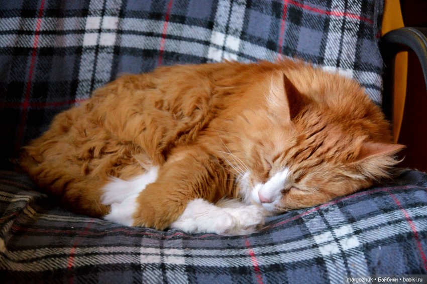 Вот так у нас и появляются "хвосты" (фото 10)