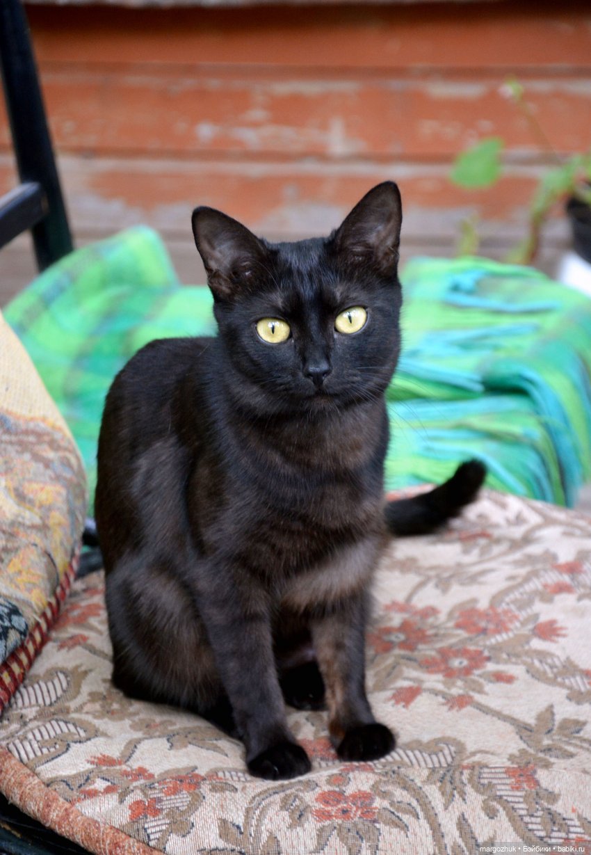 Июньская кукловстреча в Иванове