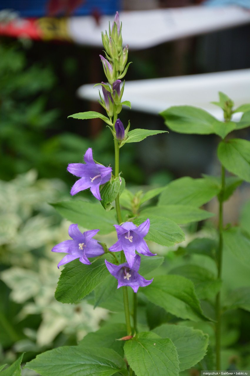Июньская кукловстреча в Иванове