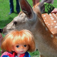 Радомир на оленьей ферме