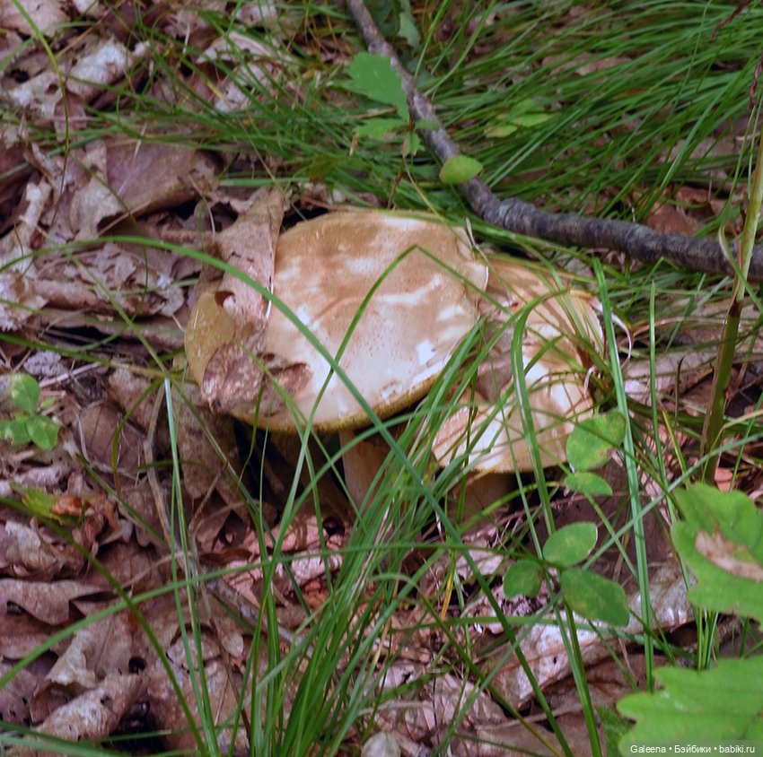 По грибы — Игровые куклы разных производителей (Разное): редкие бренды