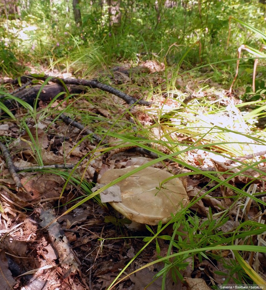 По грибы — Игровые куклы разных производителей (Разное): редкие бренды