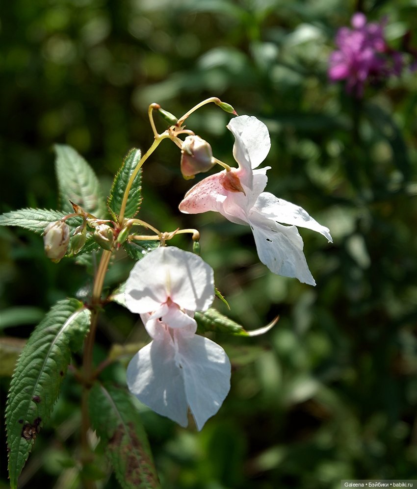 По грибы — Игровые куклы разных производителей (Разное): редкие бренды