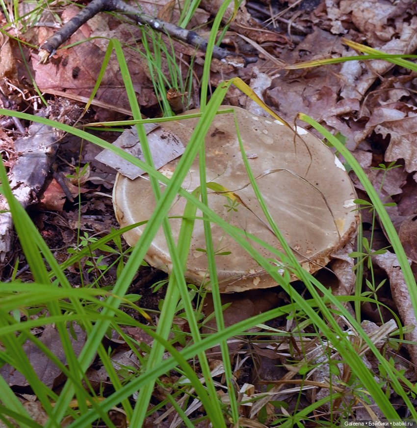 По грибы — Игровые куклы разных производителей (Разное): редкие бренды