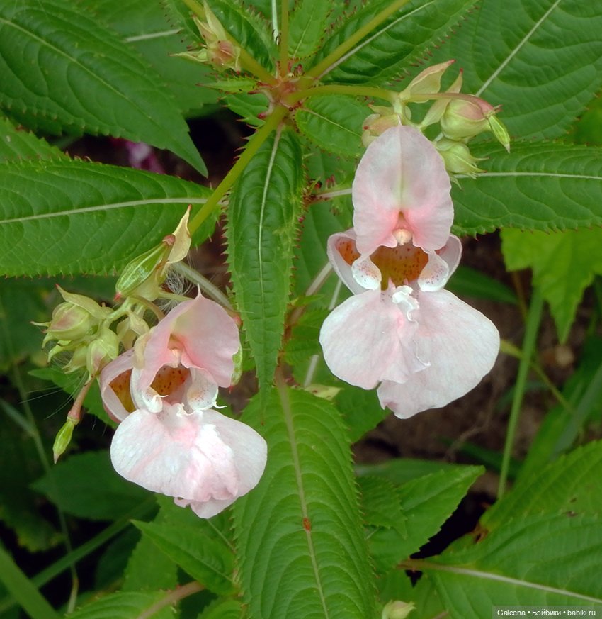 По грибы — Игровые куклы разных производителей (Разное): редкие бренды