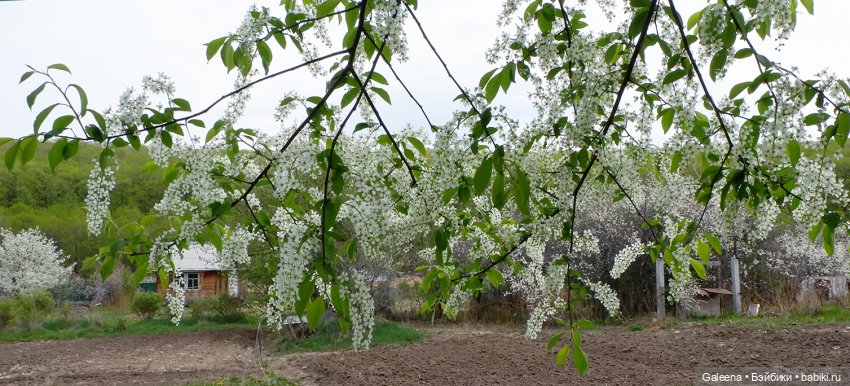 Когда цветёт черёмуха — Игровые куклы разных производителей (Разное): редкие бренды