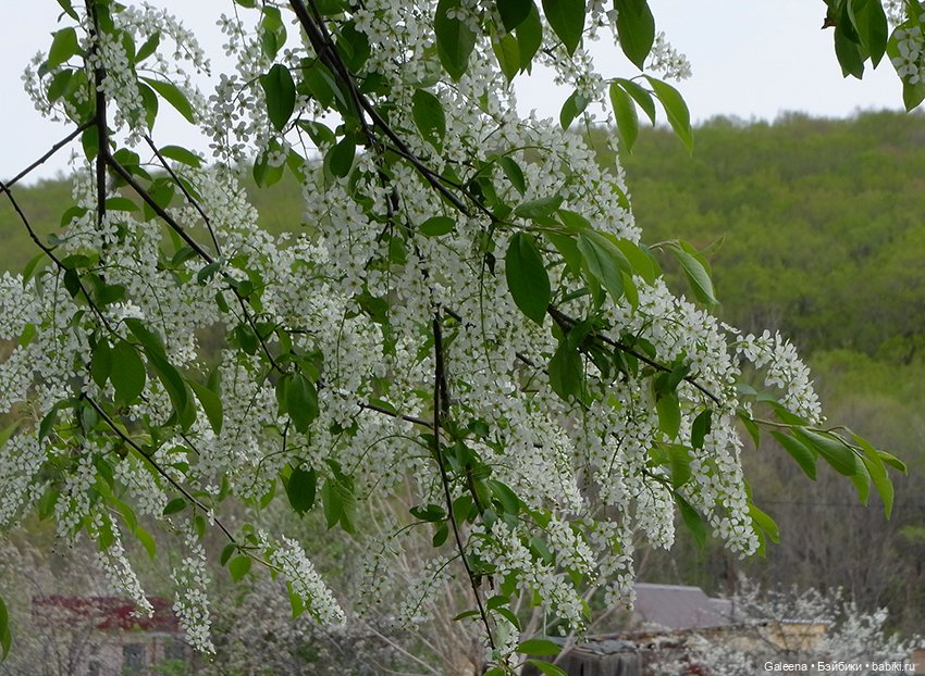 Когда цветёт черёмуха — Игровые куклы разных производителей (Разное): редкие бренды (фото 2)