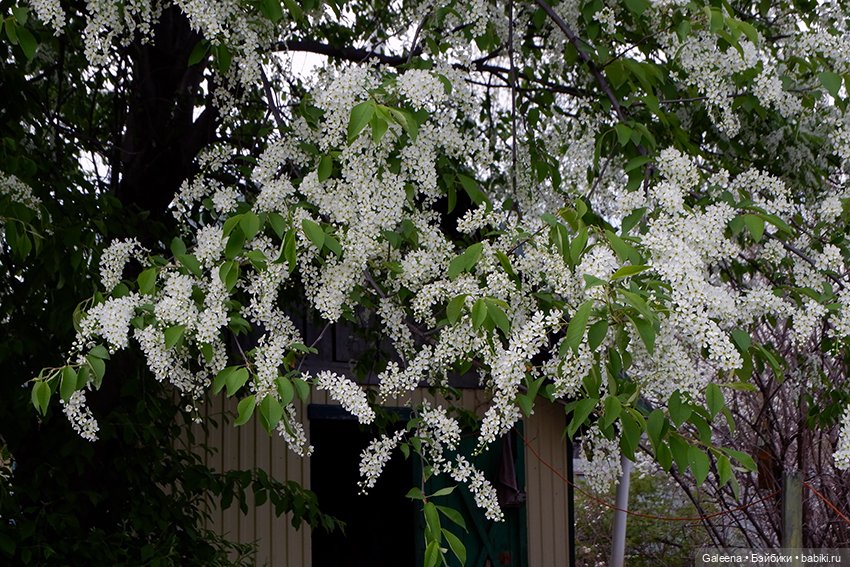 Когда цветёт черёмуха — Игровые куклы разных производителей (Разное): редкие бренды (фото 3)